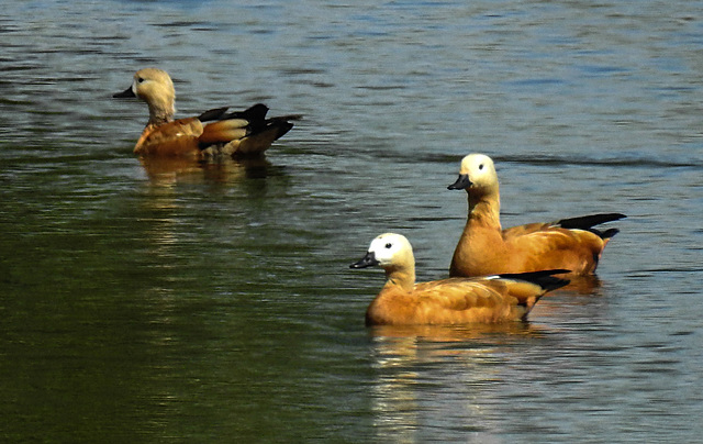 20230809 3599CPw [D~PB] Rostgans (Tadorna ferruginea), Steinhorster Becken