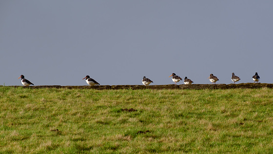 Oystercatchers on the Reservoir Dam wall