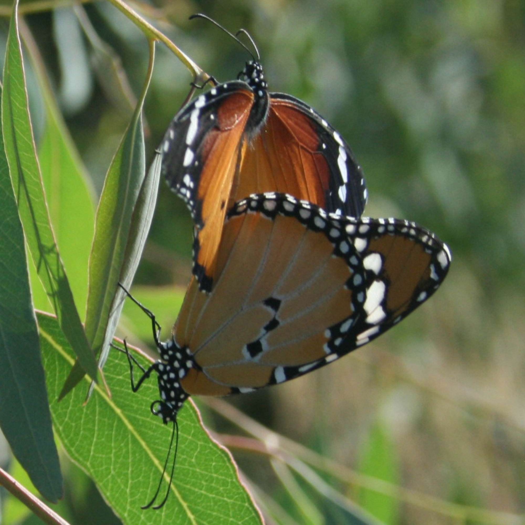 Danaus chrysippus"Plain Tiger"