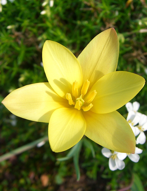 070 Ein seltenes Gelb bei Tulpen