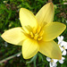 070 Ein seltenes Gelb bei Tulpen