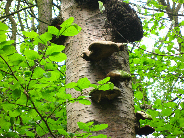 Fungi in White's Wood