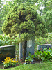 An old juniper at the cemetery