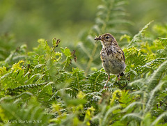 Meadow Pipit