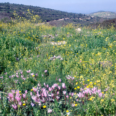 On the way to Jerusalem - Derek Tzova - Wild cyclamen PIP