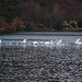 Whooper Swans