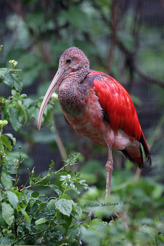 Junger Roter Sichler (Wilhelma)