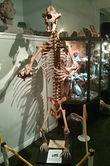 Cave Bear Skeleton