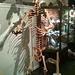 Cave Bear Skeleton