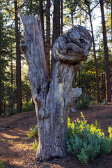 The Lynchian tree