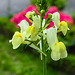 20220517 1057CPw [D~LIP] Marokkanisches Leinkraut (Linaria maroccana), Balkonblumen, Bad Salzuflen