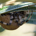 20140908 4916VRAw [NL] Gartenkreuzspinne, Terschelling