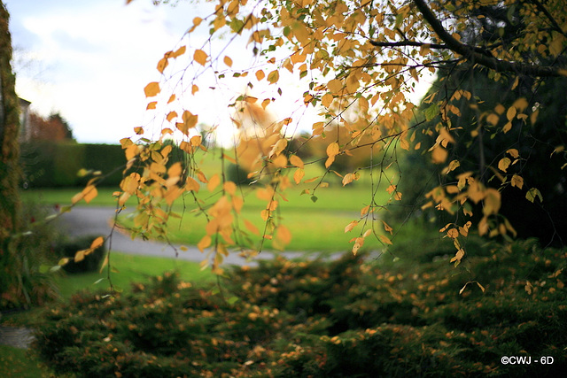 Autumn Leaves at 57 35N