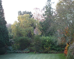 Fulbourn garden 2010-11-15 003