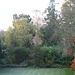 Fulbourn garden 2010-11-15 003