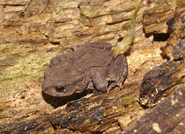 IMG 8396toad