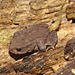 IMG 8396toad