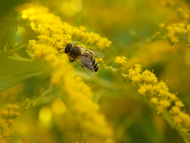 Bee happy