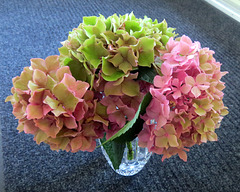 Hydrangea flower heads