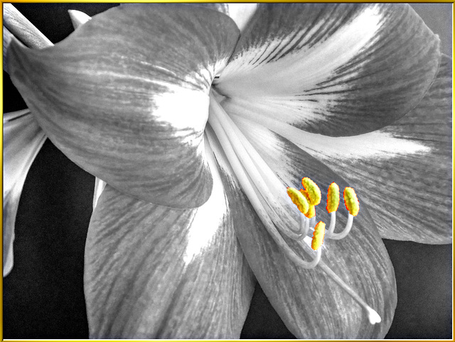 Amaryllis - BW. ©UdoSm