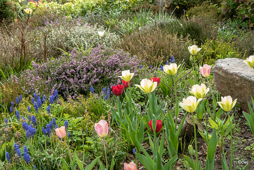 Early May Garden colours