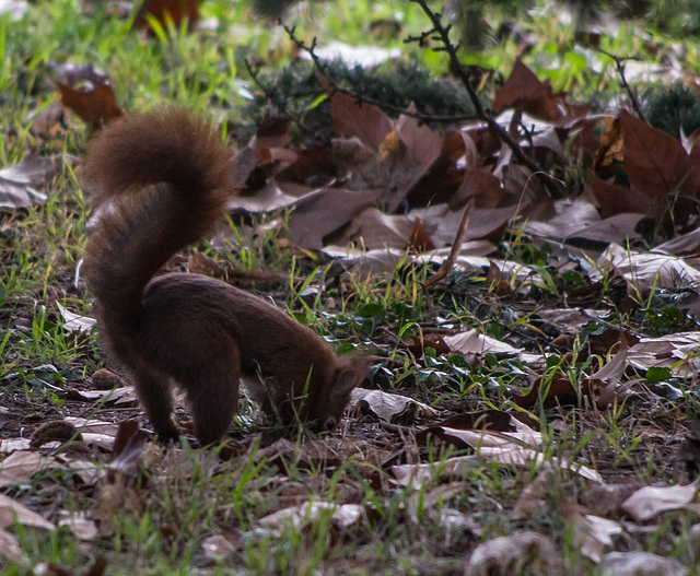 les p'tits rouquins du parc de la Tête d'Or