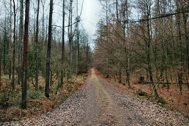 Haard, Oer-Erkenschwick / 1.12.2018