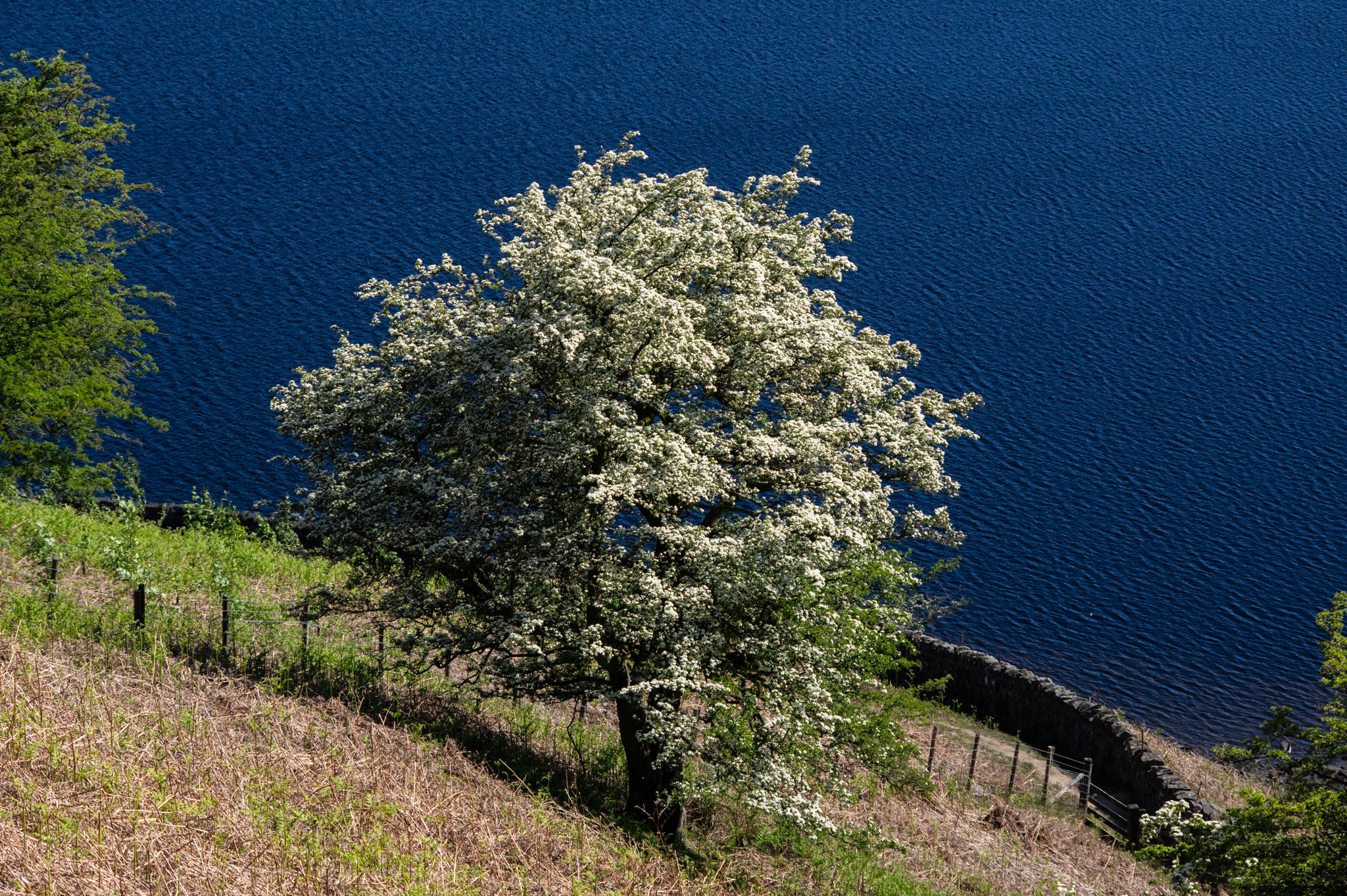 May blossom at Kinder Reservoir