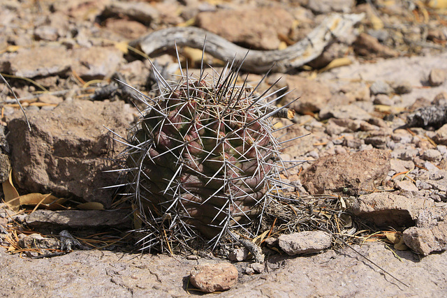 Claret Cup Cactus