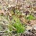 Tiny grass species I don't recognize