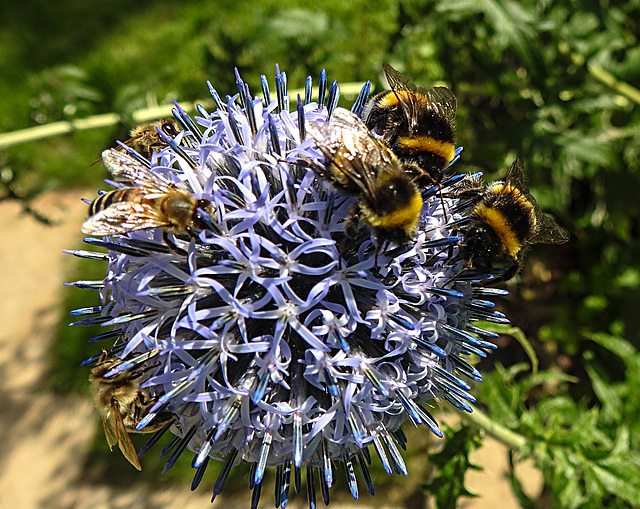 20200722 9578CPw [D~LIP] Kugeldistel, Honigbiene, Bad Salzuflen