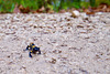Junior Feuersalamander