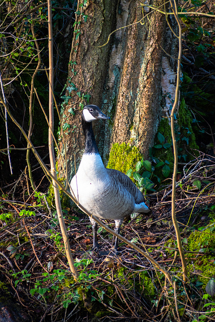 Canada goose on guard