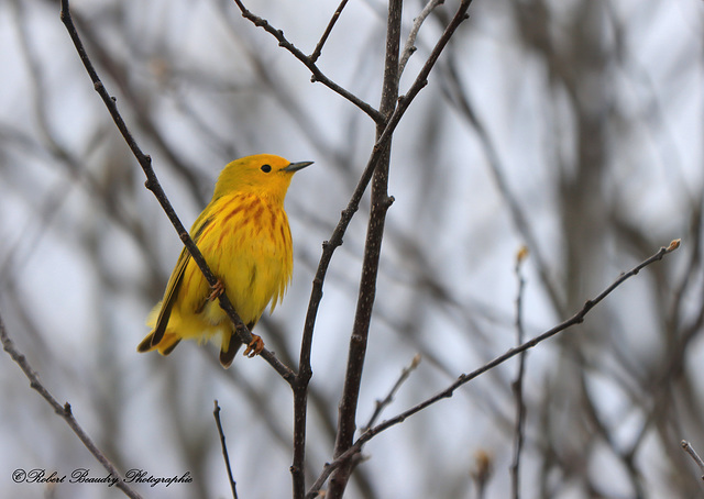 Paruline jaune ( mâle )