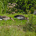 20230809 3601CPw [D~PB] Graugans (Anser anser), Graureiher (Ardea cinerea), Steinhorster Becken, Delbrück
