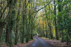 Through the Woods