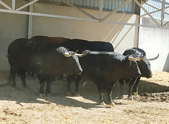 Toros de lidia, 2