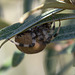 20140908 4915VRAw [NL] Gartenkreuzspinne, Terschelling