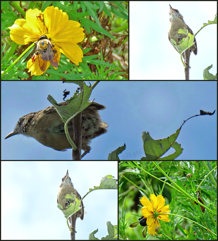 -  baby and a bee