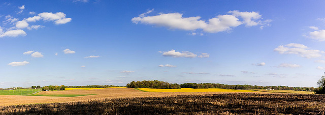 Panoramic Butterweed (Explored)