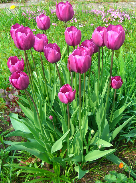 071 Ein Gruß aus dem Tulpenland