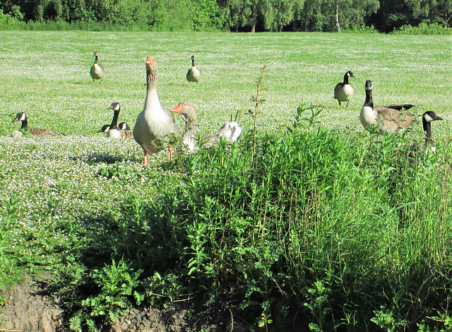 Goose get-together!