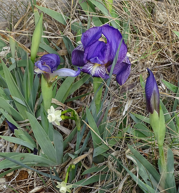 en fin de semaine dernière...iris et narcisses sauvages...