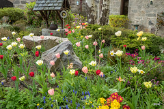 Early May Garden colours