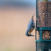 Nuthatch