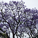 Jacarandá