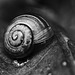 Cepaea nemoralis (Brown Lipped Snail)
