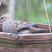 Mourning dove in feeder