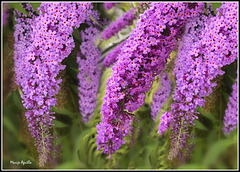 Buddleia (o buddleja)