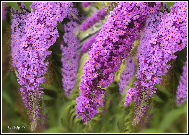 Buddleia (o buddleja)